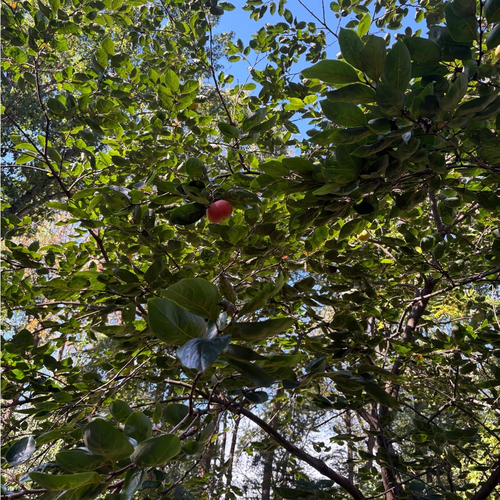 Meet your Posher, Yakelin